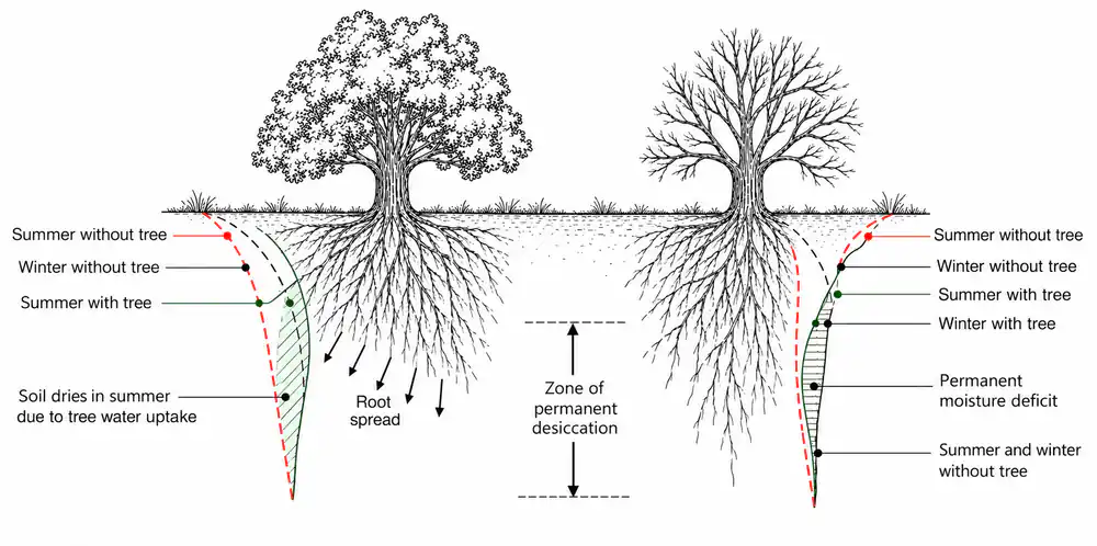 Conceptual soil-moisture variation with and without trees.